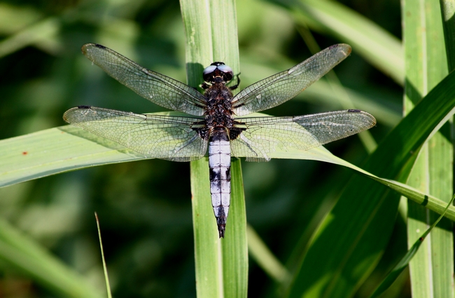 Libellula fulva ???